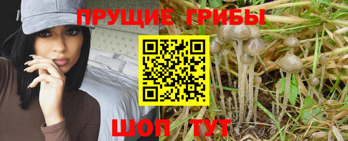 где купить наркоту  Галлюциногенные грибы MAGIC MUSHROOMS  Псилоцибиновые грибы GOLDEN TEACHER  Вход с VPN  Балашиха 